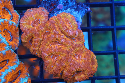 Micromussa Lord Mini Colony (i)