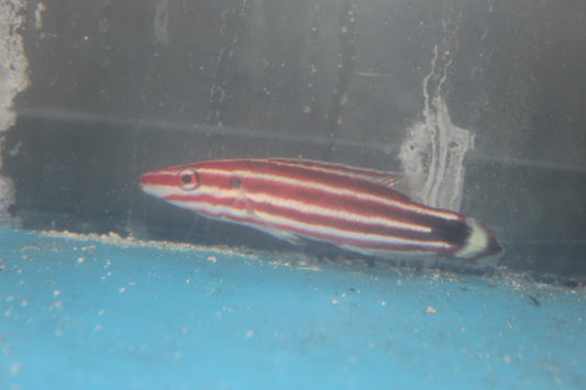 Pacific Red Stripe Hogfish (4")