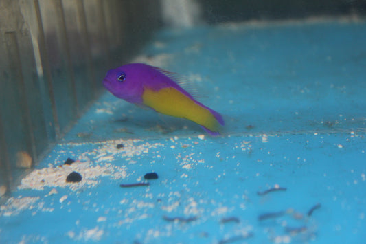 Super color morph/hybrid Diadema Pseudochromis