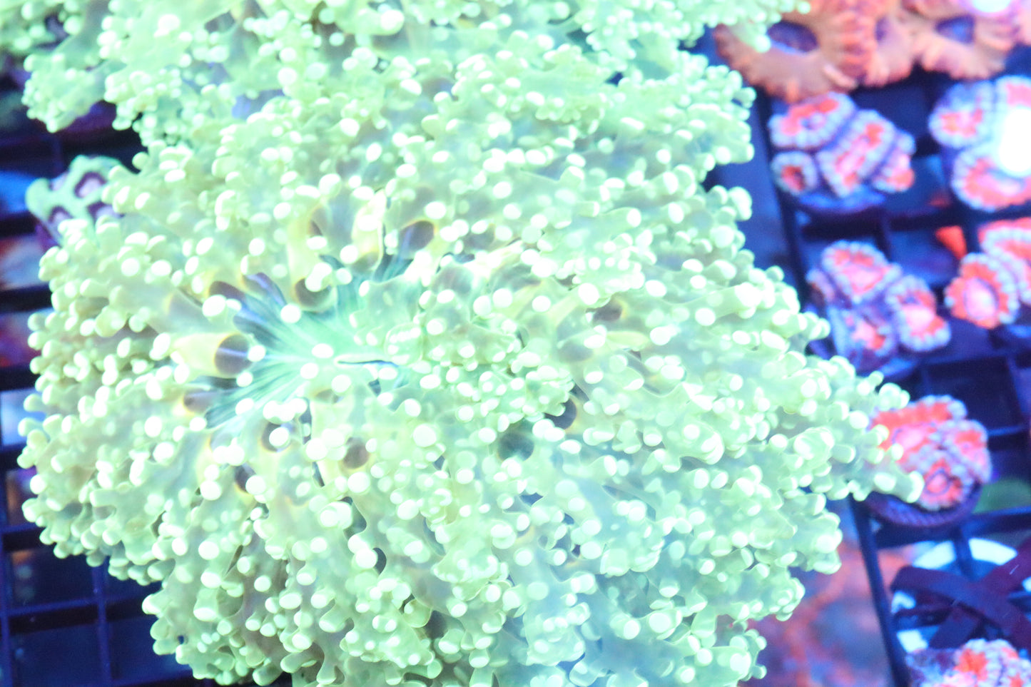 Neon Wall Frogspawn