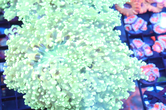 Neon Wall Frogspawn