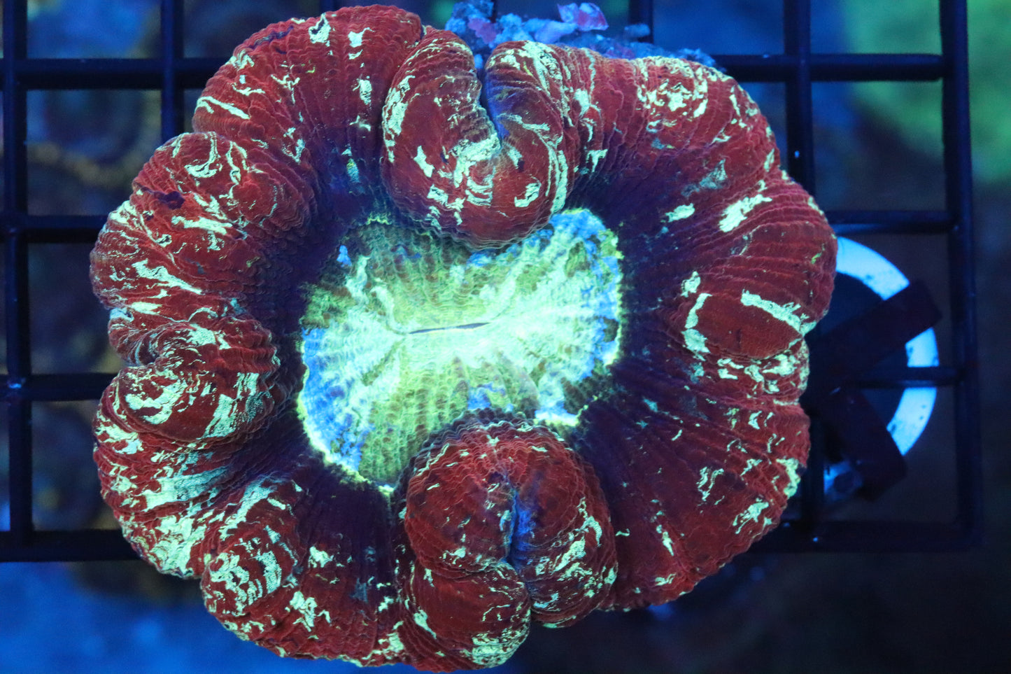Ruby Red Static Trachy