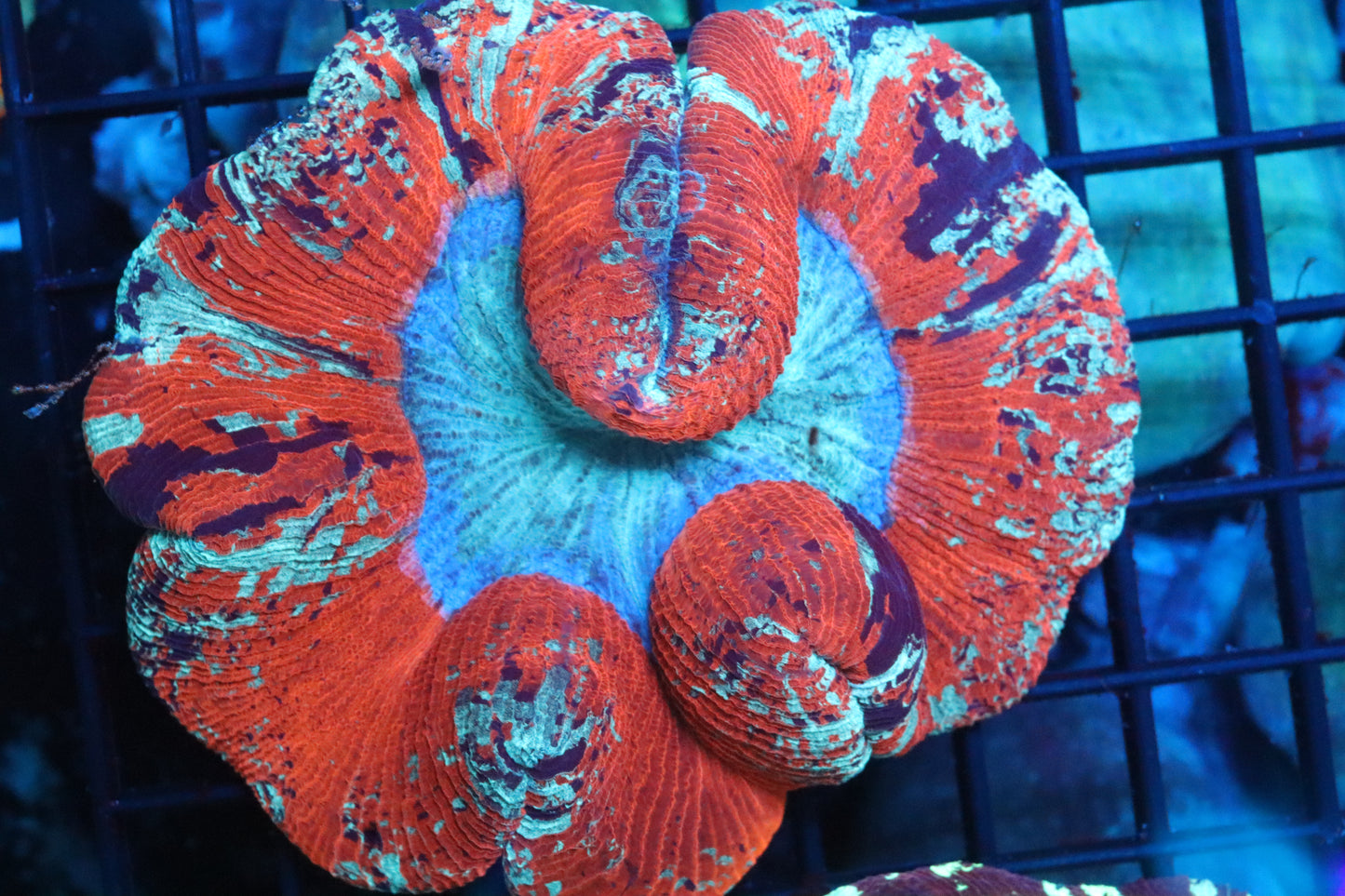 Ultra Red Trachy