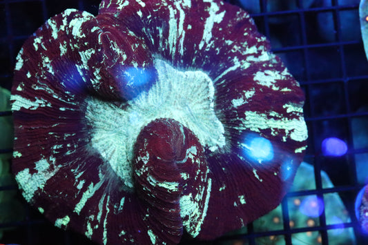 Ruby Red Static Trachy