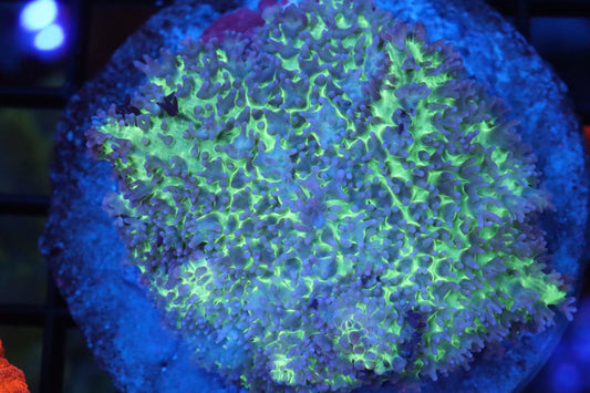 Neon Green Hairy Mushroom
