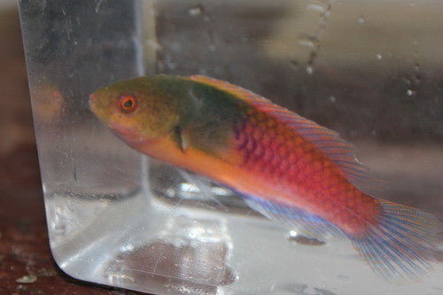 Yellow Sided Fairy Wrasse