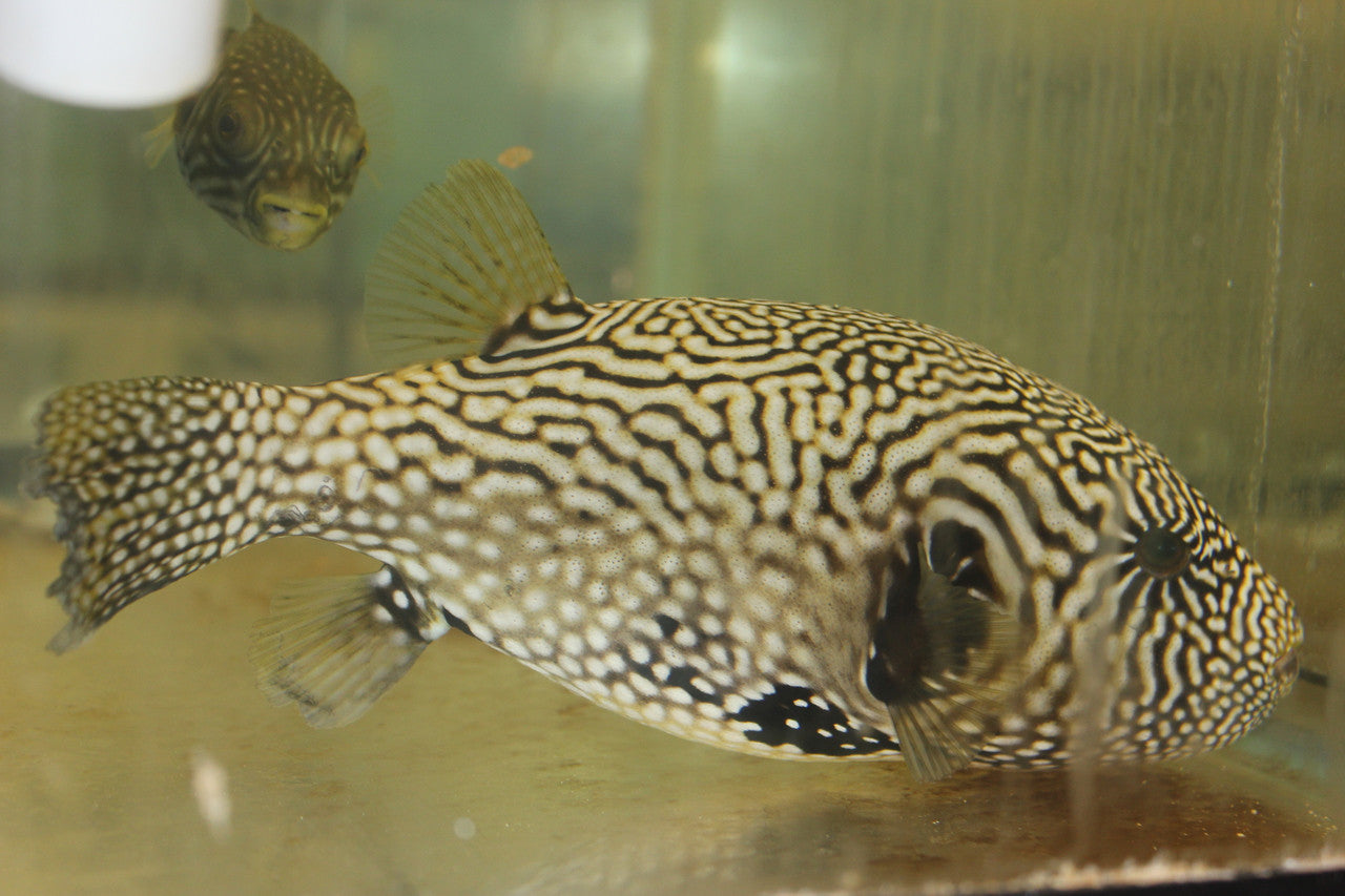 Mappa Puffer | Arothron Mappa (7-8")