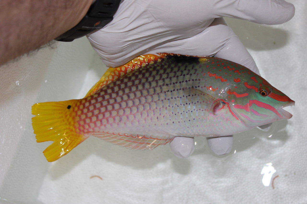 Checkerboard Wrasse (4-5’)