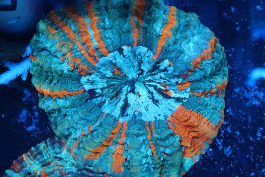 Ultra Acantho 1