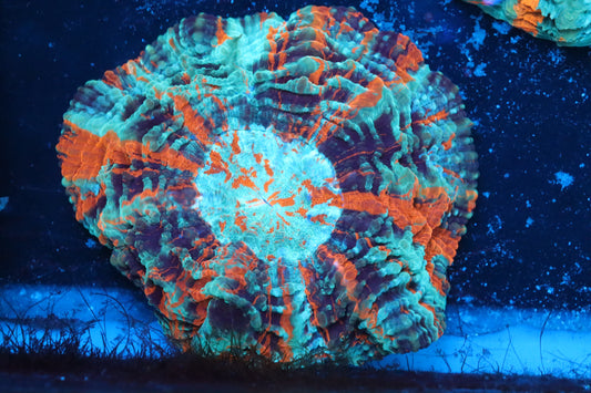 Ultra Acantho 2