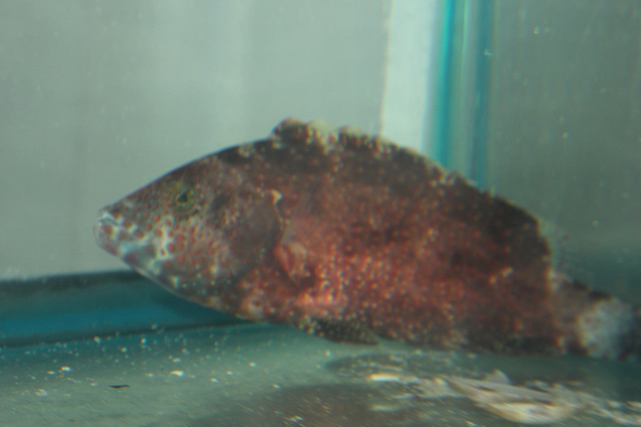 Snooty Wrasse (8")-Red Sea