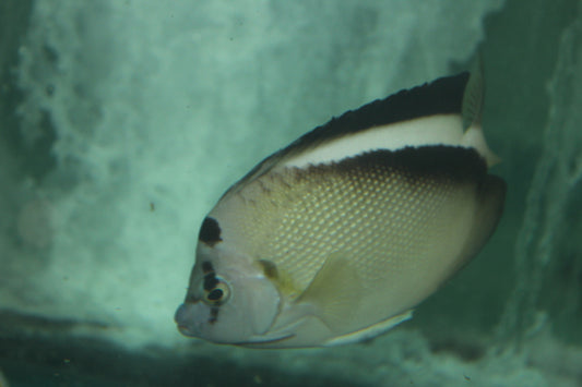 Griffis Angel (5-6")