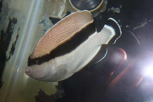Bandit Angelfish (Hawaii) | Holacanthus arcuatus-5"