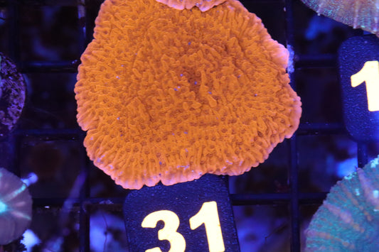 Red Monti Cap (31)