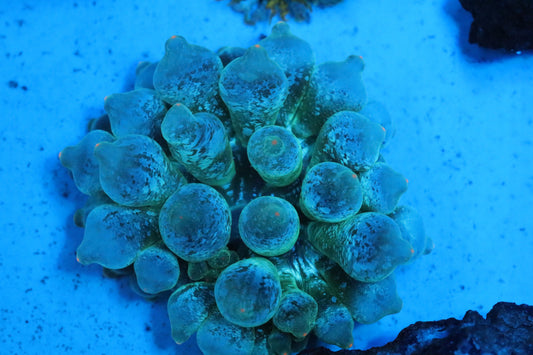 Lucky Charms Anemone SMALL