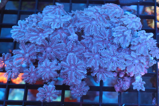 Clove Colony