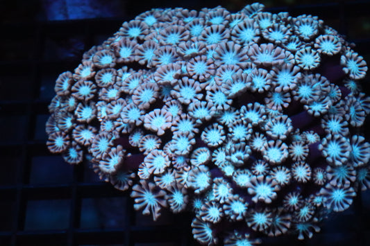 Cotton Candy Alveopora Colony MEDIUM