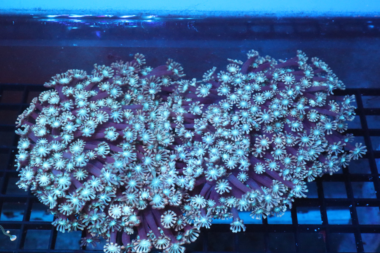 Cotton Candy Alveopora Colony LARGE