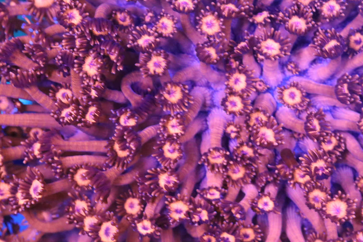 Hot Pink Goni Colony
