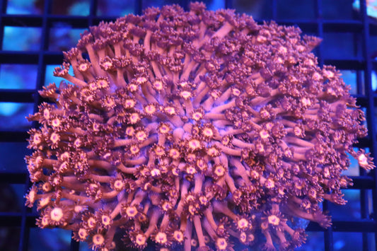 Hot Pink Goni Colony