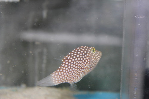 White Spotted Toby Puffer