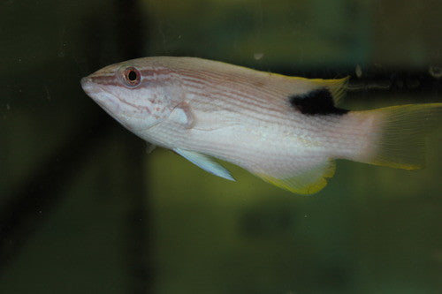 Hawaiian Yellowhead Hogfish (4")