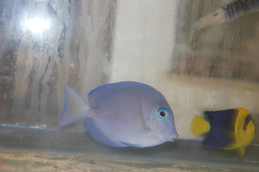 Atlantic Blue Tang | Acanthurus coeruleus (1")