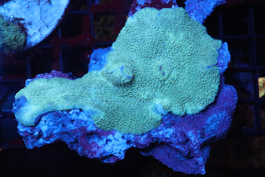 Elephant Ear Mushroom Colony