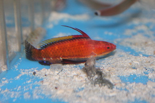 Longfin Fairy Wrasse