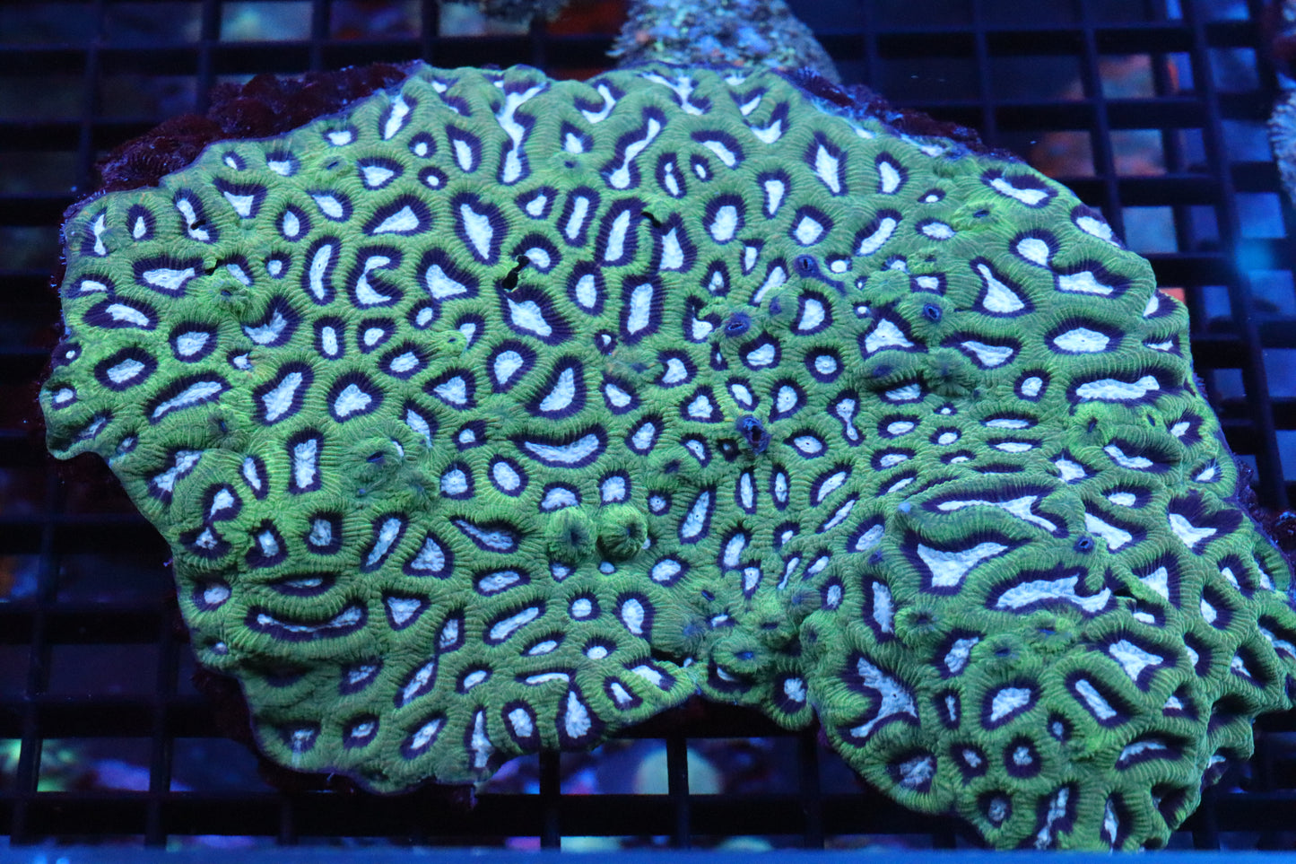 Platygyra Colony