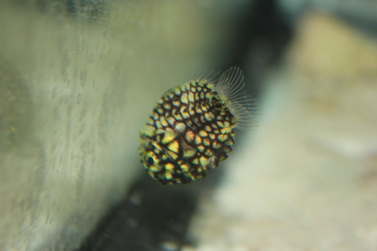 Pinecone Fish | Cleidopus gloriamaris (1-2")