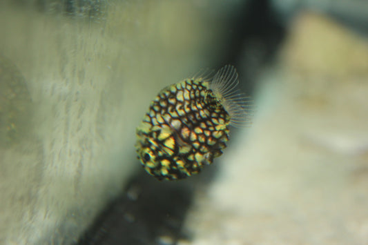 Pinecone Fish | Cleidopus gloriamaris (1-2")