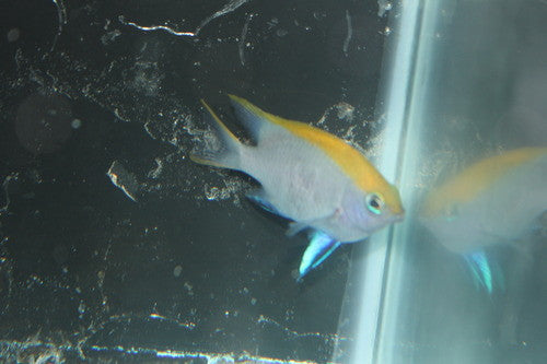 Bluefin Damsel