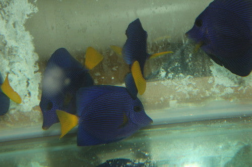 Purple Tang | Zebrasoma xanthurus  | XL (5-6")