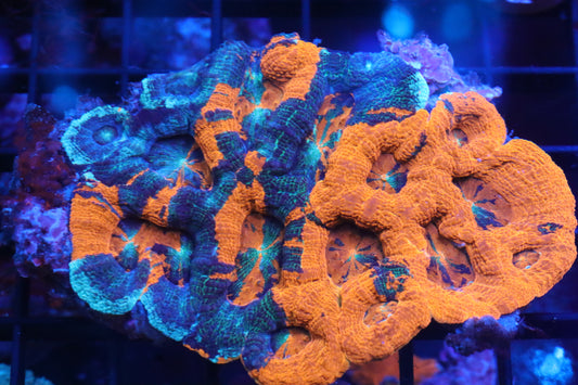 Warpaint Acan Bowerbanki Colony 2