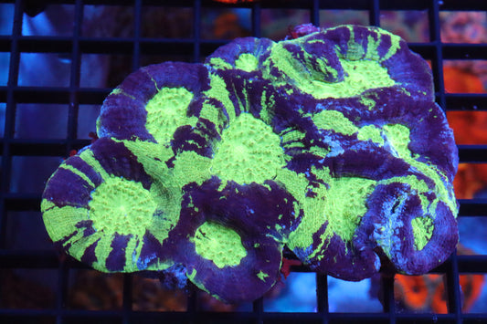 Neon Acan Bowerbanki Colony