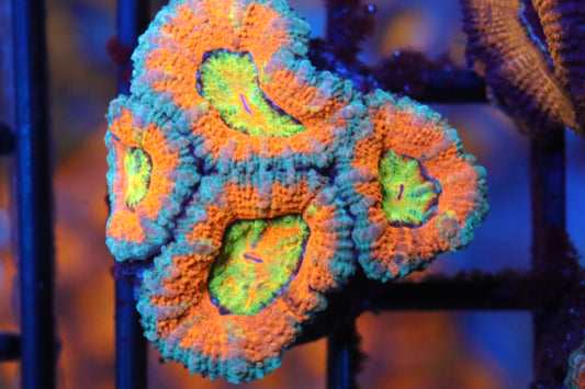 Citrus Punch Micromussa (F1)