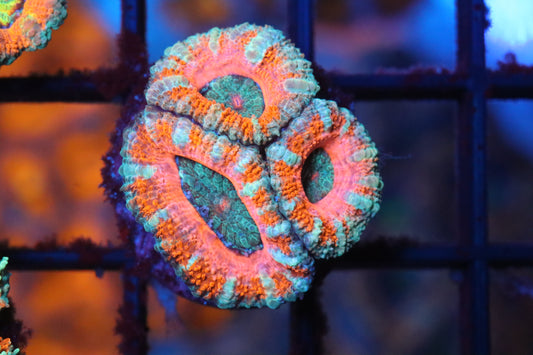 Cool Water Micromussa (F2)