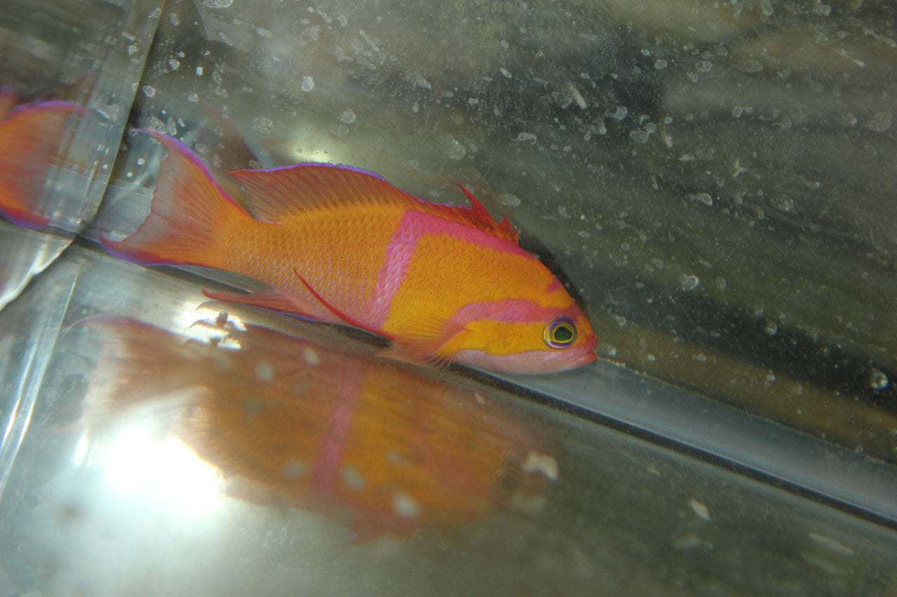 White Bar Anthias Pseudanthias Leucozonus NYAquatic