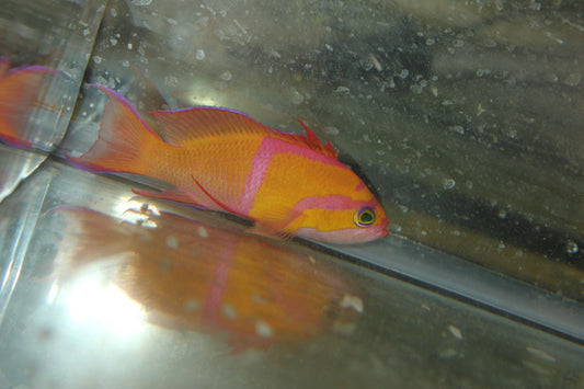 White Bar Anthias True PAIR | Pseudanthias Leucozonus (Japan)