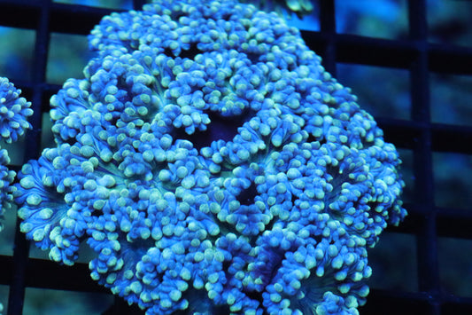 Neon Yellow w/ Blue Duncan COLONY (SMALL)
