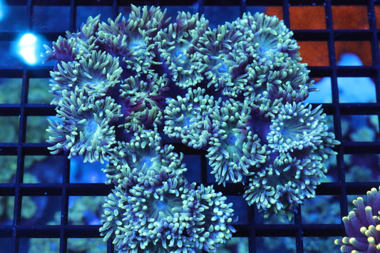 Neon Yellow w/ Blue Duncan COLONY (LARGE)