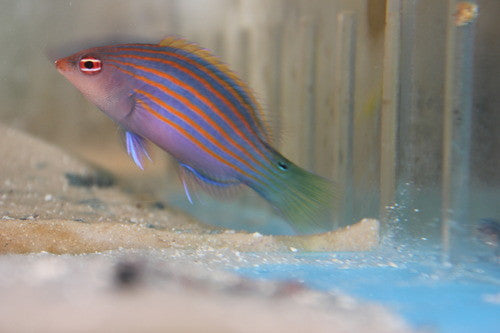 SixLine Wrasse