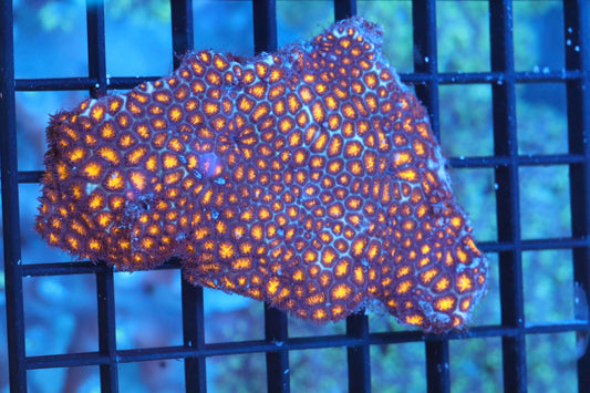 Lava Leptastrea COLONY