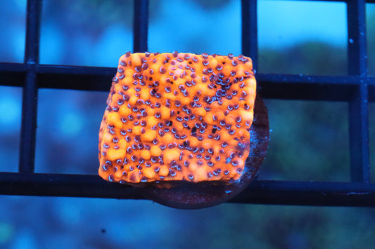 Red Encrusting Montipora
