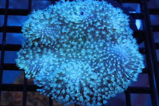 Long Polyp Toadstool Leather