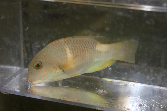Anchor Tuskfish-CHOERODON ANCHORAGO