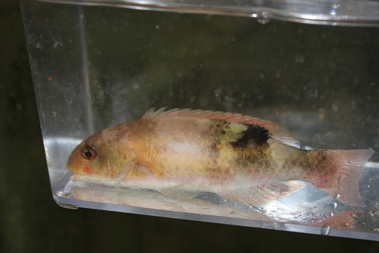 Jordan's Tuskfish-Choerdon Jordani