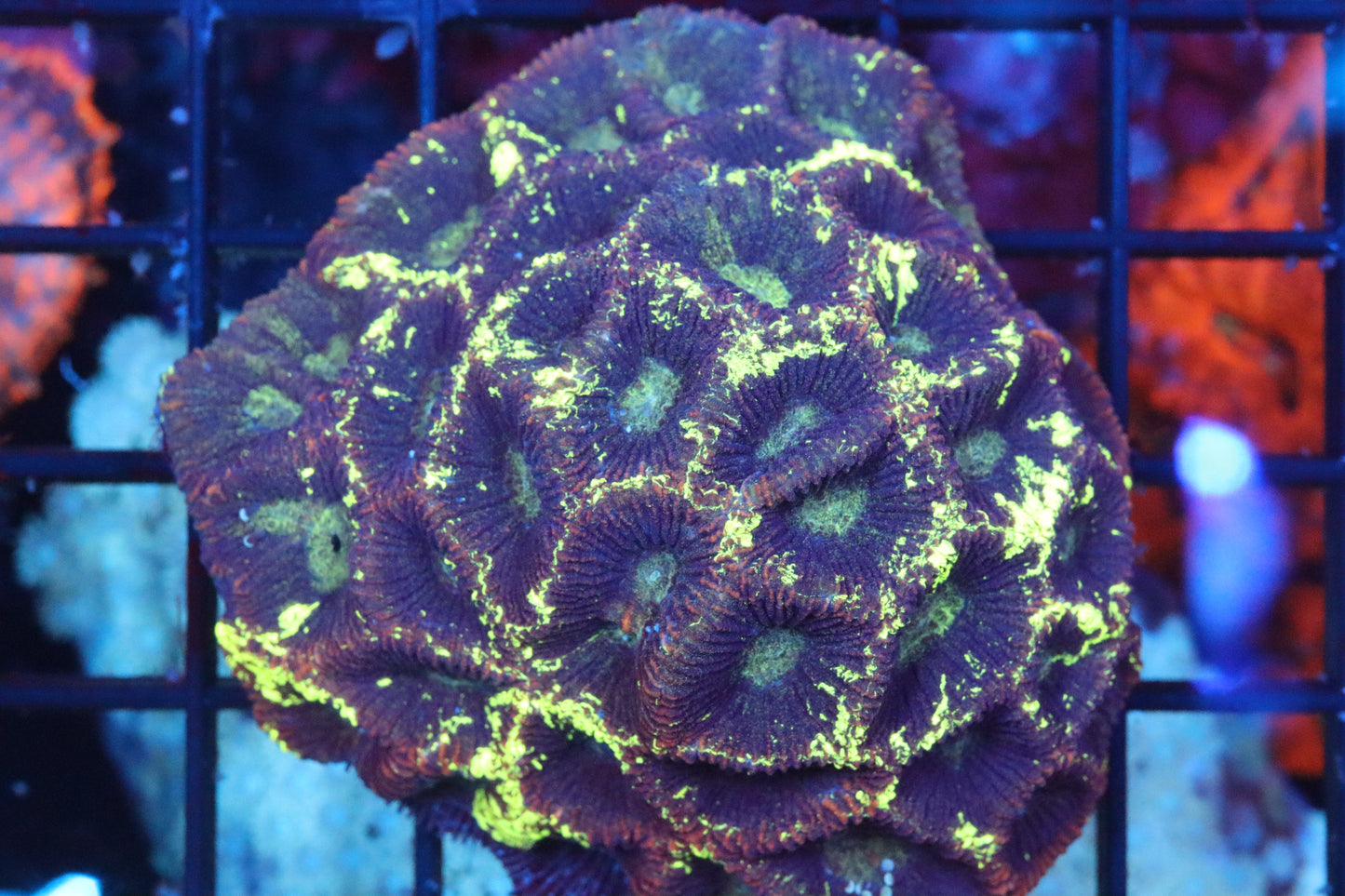 Electric Moonstone 2