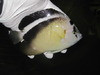 Griffis Angel-True Mated Pair!
